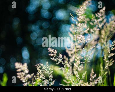 Beautiful bokeh behind grass Stock Photo
