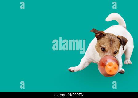 Playful dog sniffing puzzle toy trying to get treat out Stock Photo