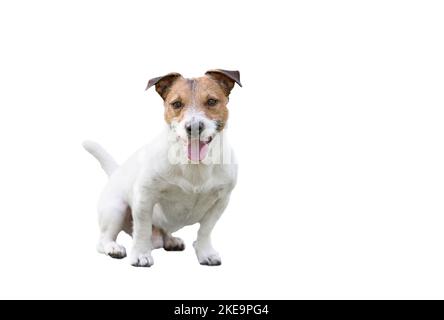 Full length portrait of Jack Russell Terrier dog isolated on white background Stock Photo