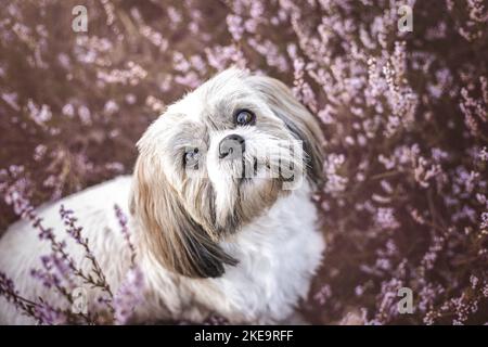 Shih Tzu in the summer Stock Photo