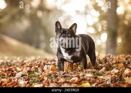standing French Bulldog Stock Photo