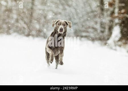 Labrador Retriever in the snow Stock Photo