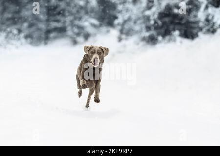 Labrador Retriever in the snow Stock Photo