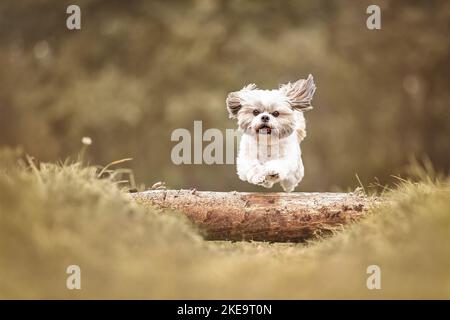 Shih Tzu in the summer Stock Photo