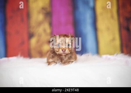 Chihuahua-Mongrel Puppy Stock Photo
