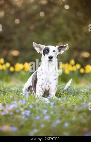 Podenco Ibicenco in the meadow Stock Photo