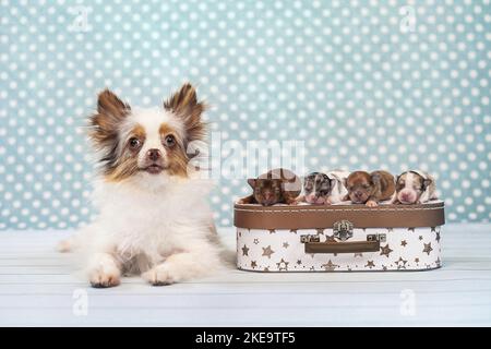 Chihuahua-Mongrels Stock Photo
