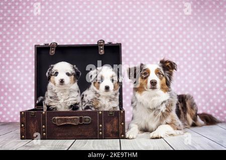 3 Miniature American Shepherds Stock Photo