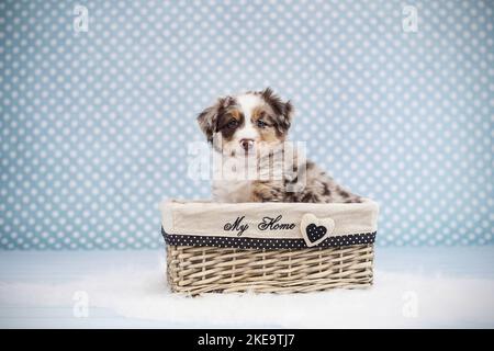 Miniature American Shepherd Puppy Stock Photo