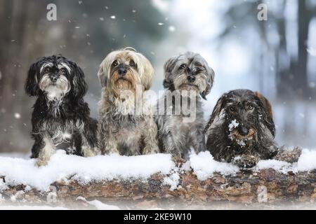 4 dogs Stock Photo