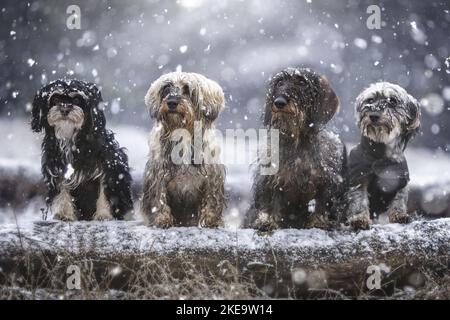 4 dogs Stock Photo