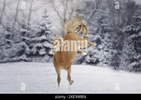 Haflinger mare Stock Photo