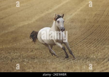 American Indian Horse gelding Stock Photo