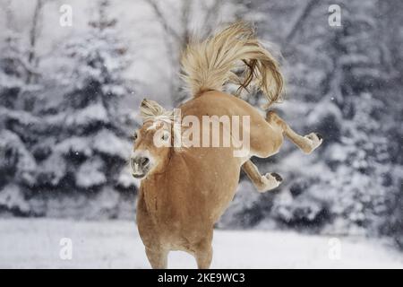 Haflinger mare Stock Photo