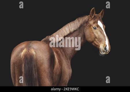 Oldenburg Horse Stock Photo