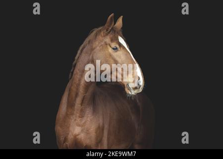 Oldenburg Horse Stock Photo