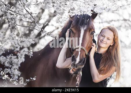 Westphalian mare Stock Photo