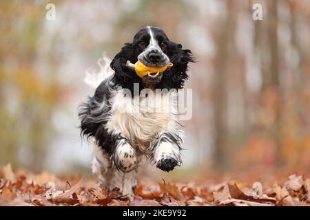 English Cocker Spaniel in autumn Stock Photo