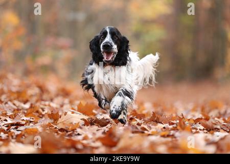 English Cocker Spaniel in autumn Stock Photo