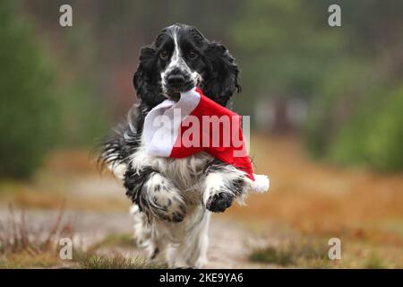 running English Cocker Spaniel Stock Photo