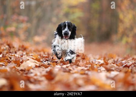 English Cocker Spaniel in autumn Stock Photo