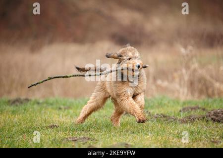 Bernedoodle Puppy Stock Photo