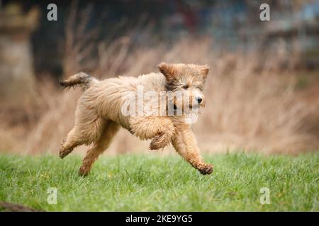 Bernedoodle Puppy Stock Photo