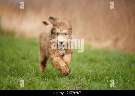 Bernedoodle Puppy Stock Photo