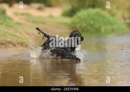 black English Cocker Spaniel Stock Photo