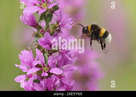 northern white-tailed bumblebee Stock Photo