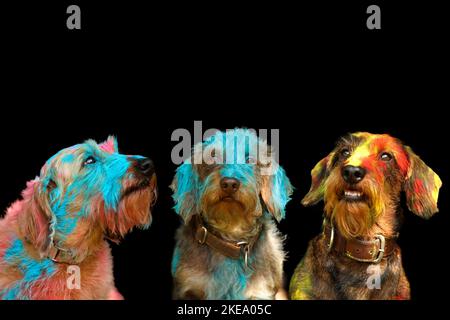 3 Dachshunds Stock Photo