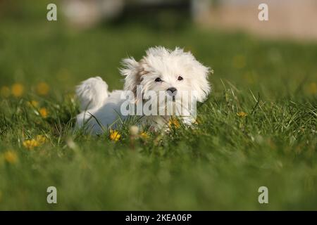 Havanese Puppy Stock Photo