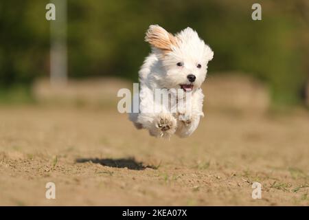 Havanese Puppy Stock Photo