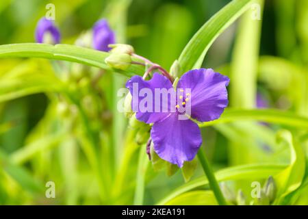 Tradescantia Sweet Kate, Andersoniana Group, spider lily Sweet Kate, Perennial, bright yellow leaves and violet blue flowers Stock Photo