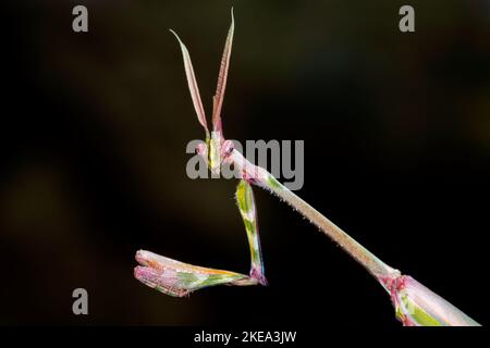 Close-up portrait of a cone-headed mantid on black, South Africa Stock Photo