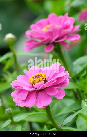 Common zinnia 'Giant Dahlia Mix', Zinnia elegans 'Giant Dahlia Mix' Stock Photo