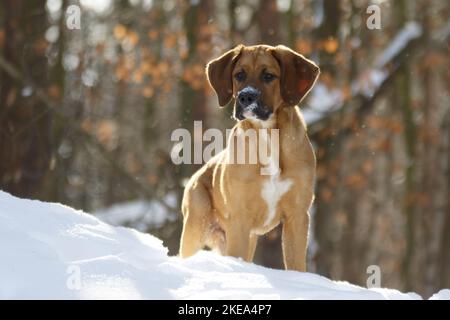 standing Saint-Bernard-Rhodesian-Ridgeback-Mongrel Stock Photo