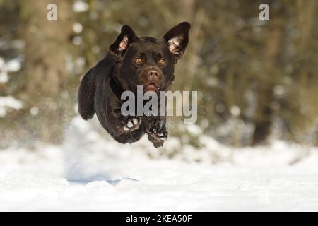 running Labrador Retriever Stock Photo