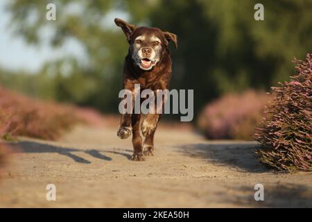 running Labrador Retriever Stock Photo