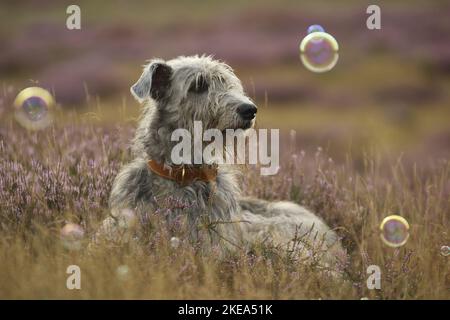 Irish Wolfhound in the heather Stock Photo