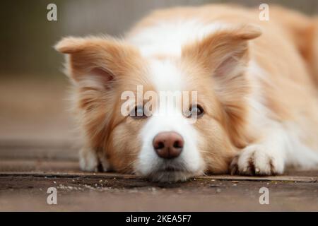 lying Border Collie Stock Photo