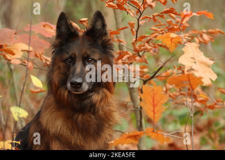 German Shepherd Portrait Stock Photo