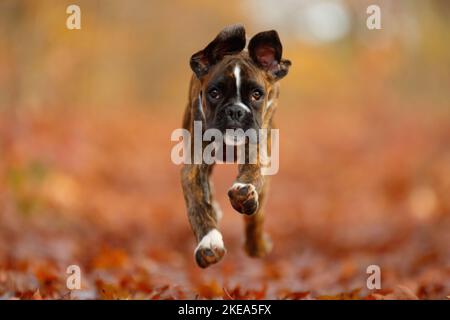 German Boxer Puppy Stock Photo