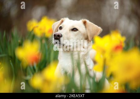 mongrel portrait Stock Photo