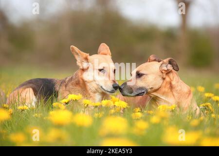 2 mongrels Stock Photo