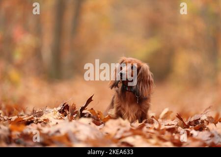 longhaired Dachshund in autumn Stock Photo