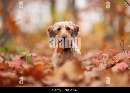 Dachshund in autumn Stock Photo