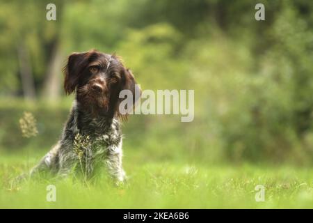 sitting German Wirehaired Pointer Stock Photo
