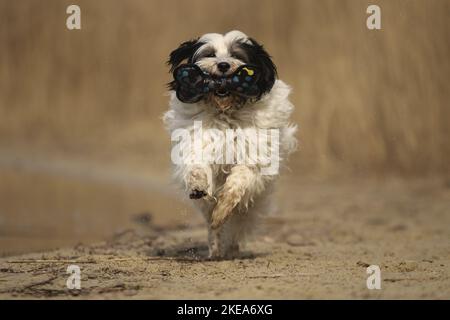running Tibetan Terrier Stock Photo