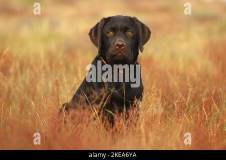 sitting Labrador Retriever Puppy Stock Photo